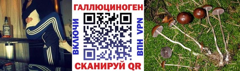 Купить Белогорск Псилоцибиновые грибы Psilocybe